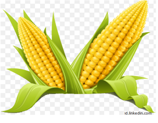 Unduh 52 Gambar Animasi Jagung Bergerak HD Free Downloads Unduh 52 Gambar Animasi Jagung Bergerak HD Free Downloads