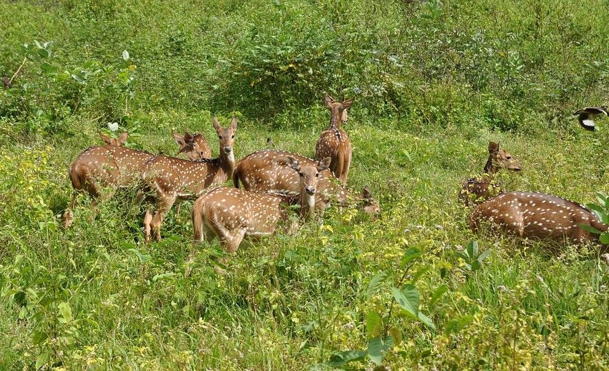 Group of Deer.jpg