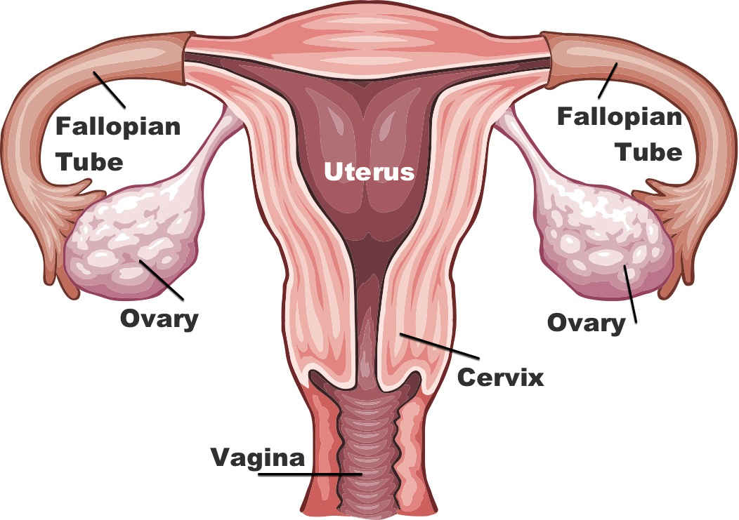 uterus ov.jpg