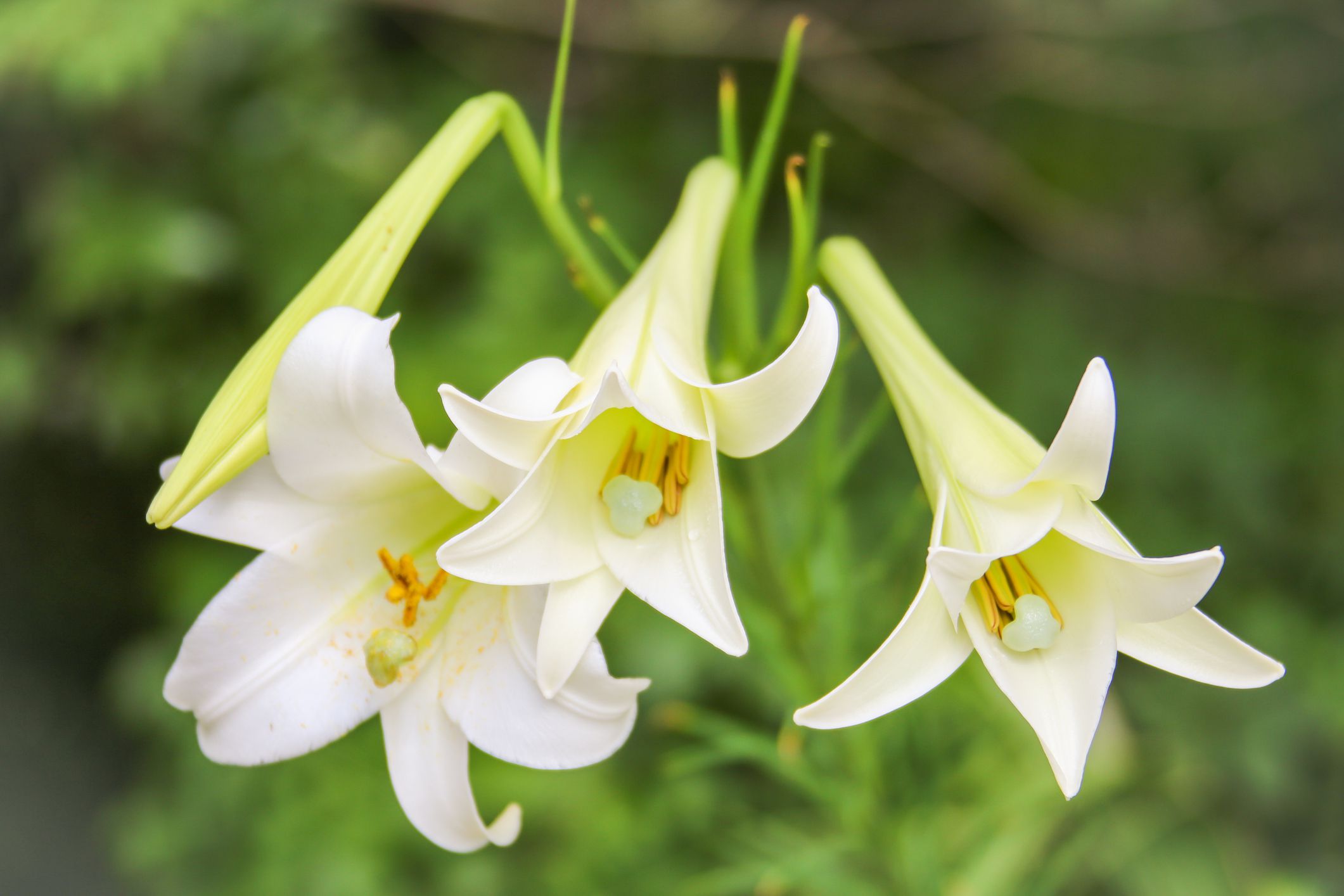 Easter-lily-GettyImages-510531723-58da7c413df78c516284ad71.jpg