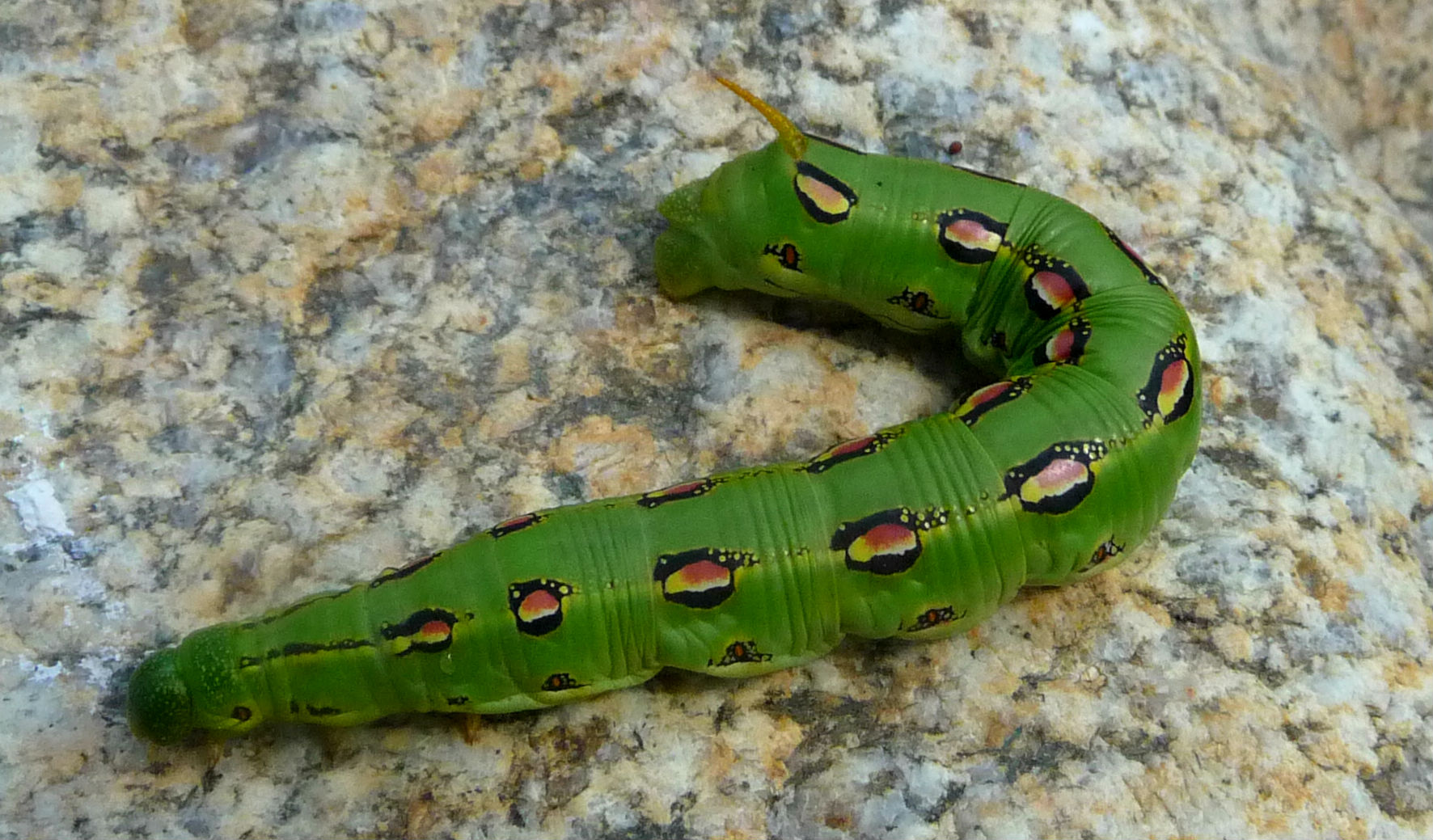 Caterpillar2.jpg