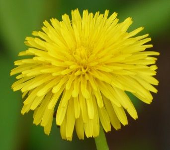 Dandelion Flower 342X303jpg.jpg