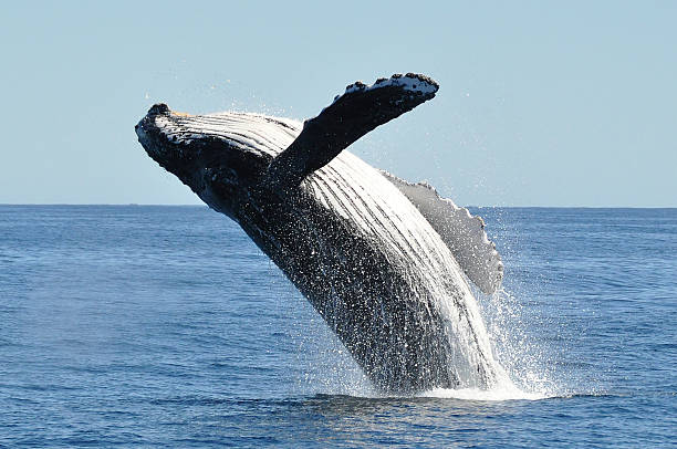 breaching-humpback-whale-megaptera-novaeangliae-picture-id135889862.jpg