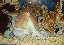 220px-Octopus.jpg