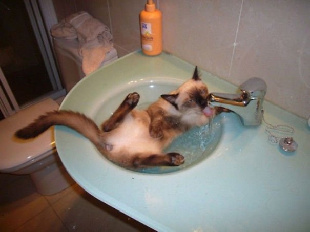 cat-loves-water-bath-31__605-1.jpeg