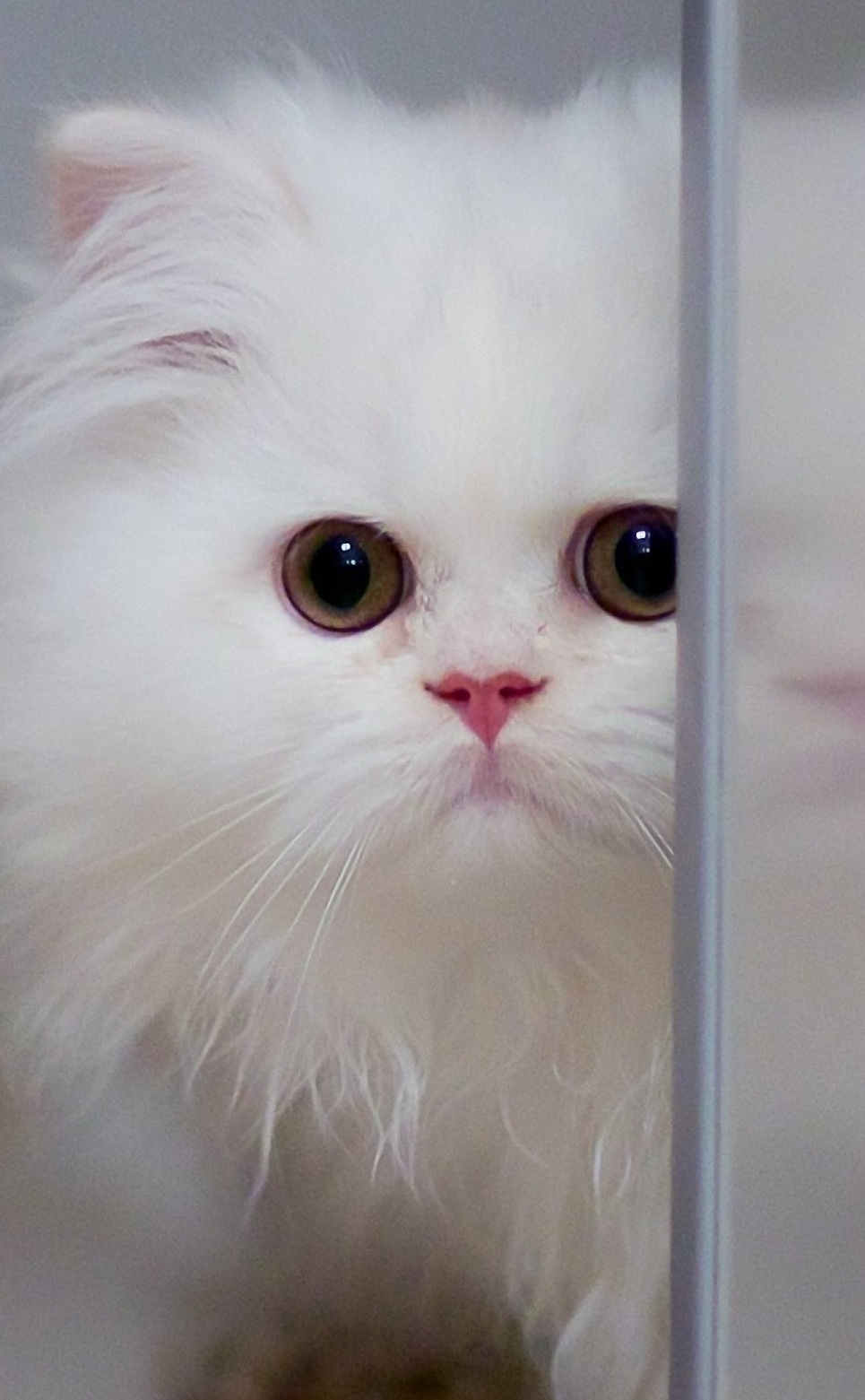 a-beauty-playful-and-fluffy-kitten-wallpaper-background.jpg