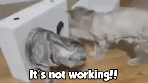 funny cat gifs — Steemit