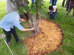 at base of tree sawdust.jpg