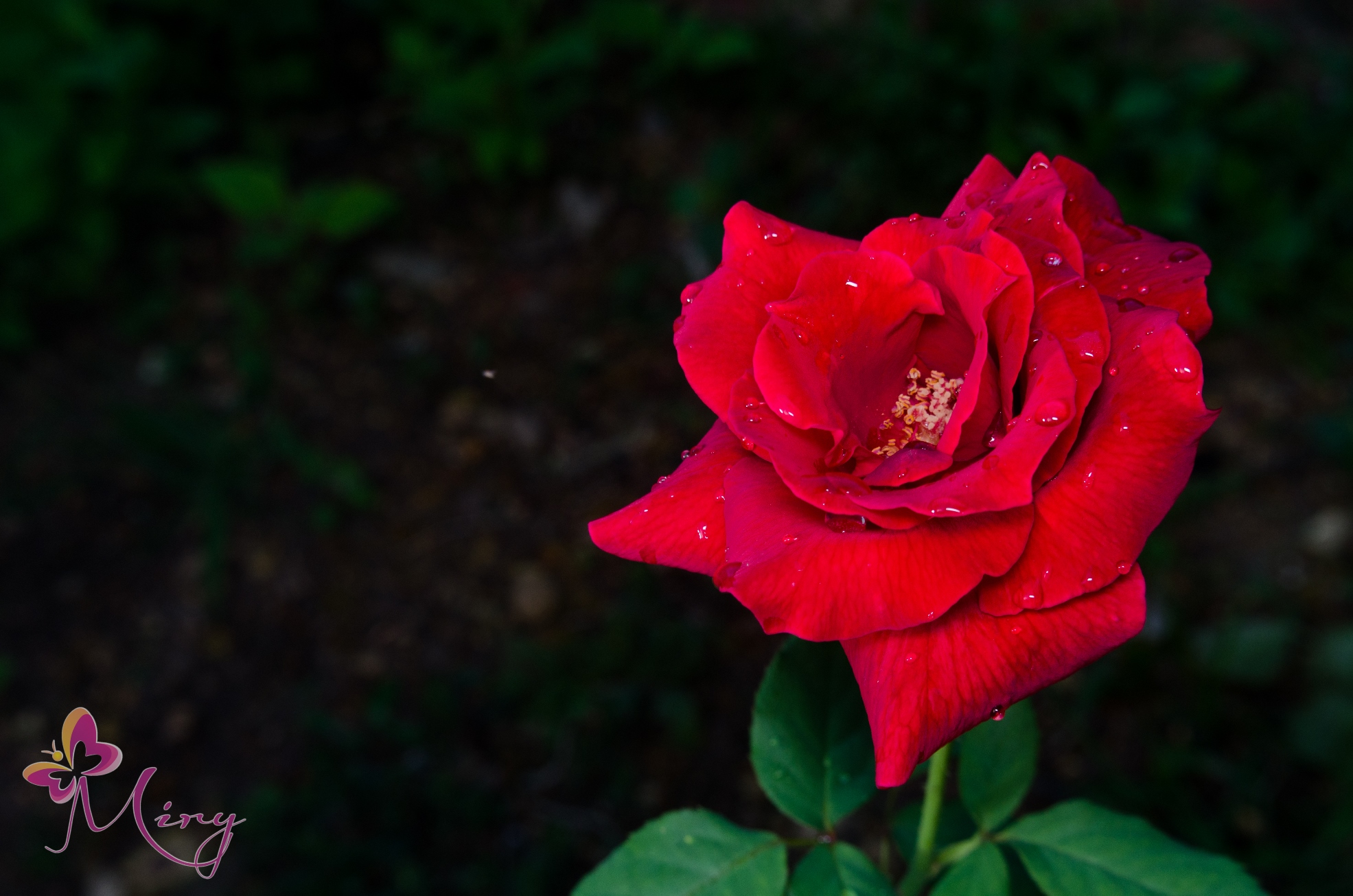 DSC_0099.jpg