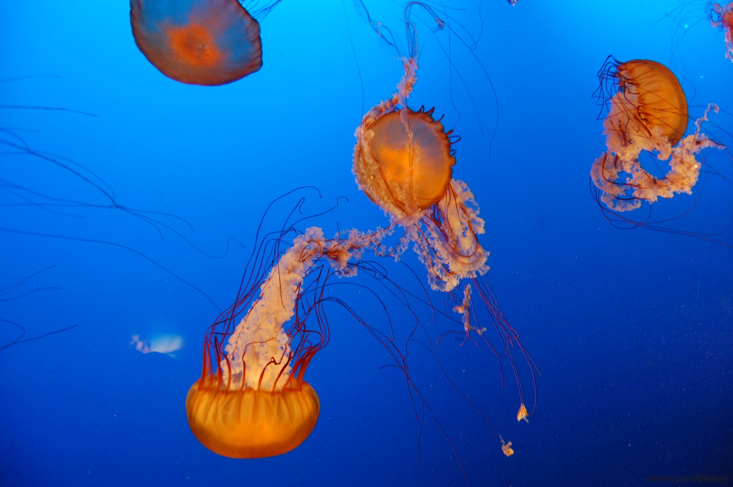 Pacific sea nettle jellyfish
