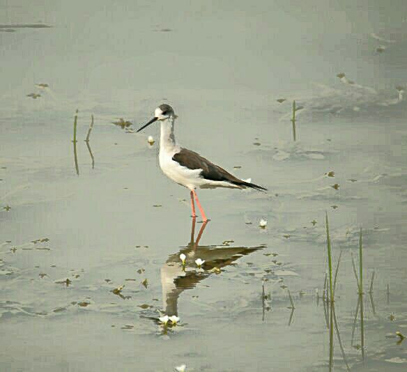 Black winged stilt.jpg