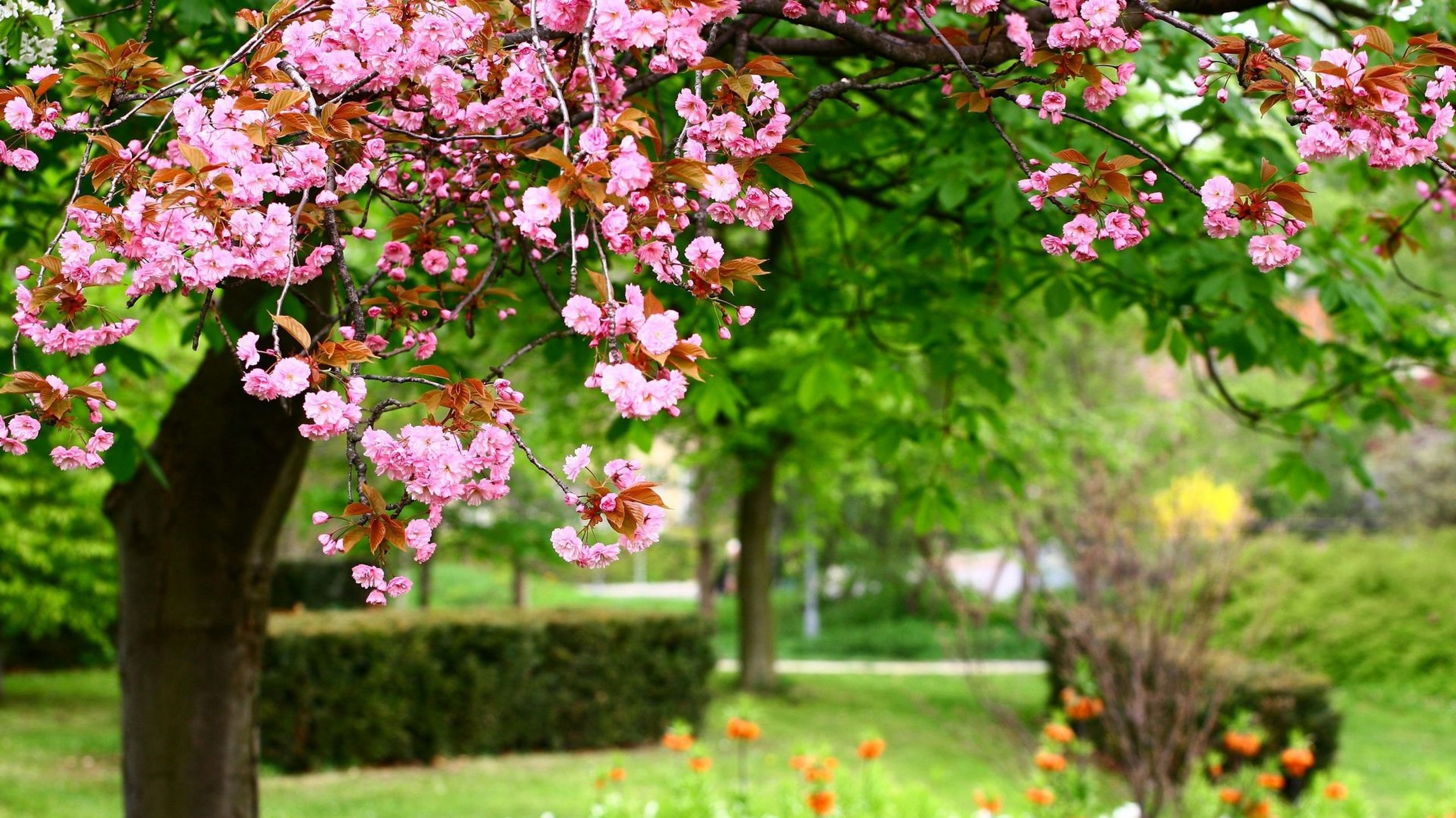 park_trees_summer_flowers_91544_3840x2160.jpg