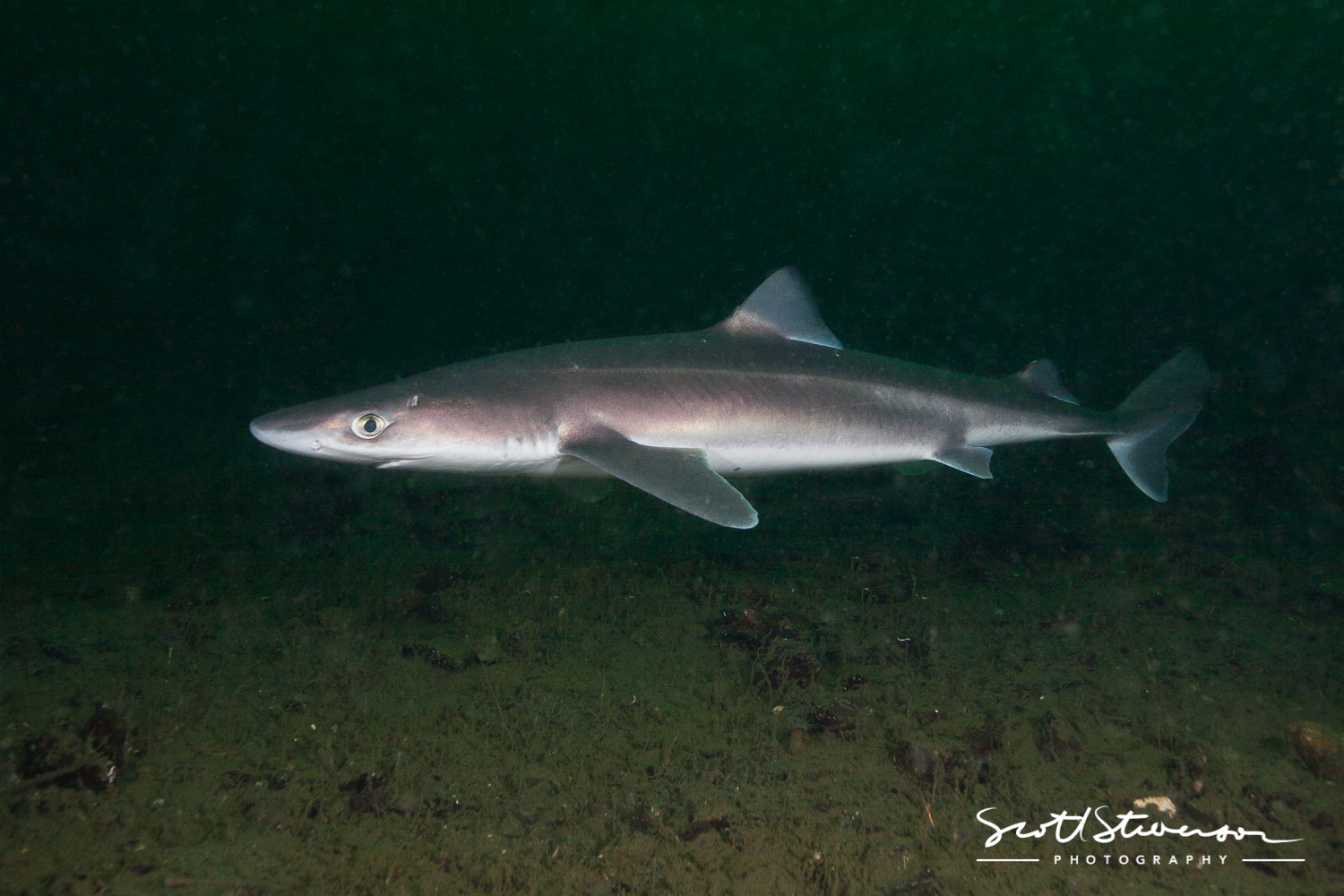 Pacific Spiny Dogfish-2.jpg