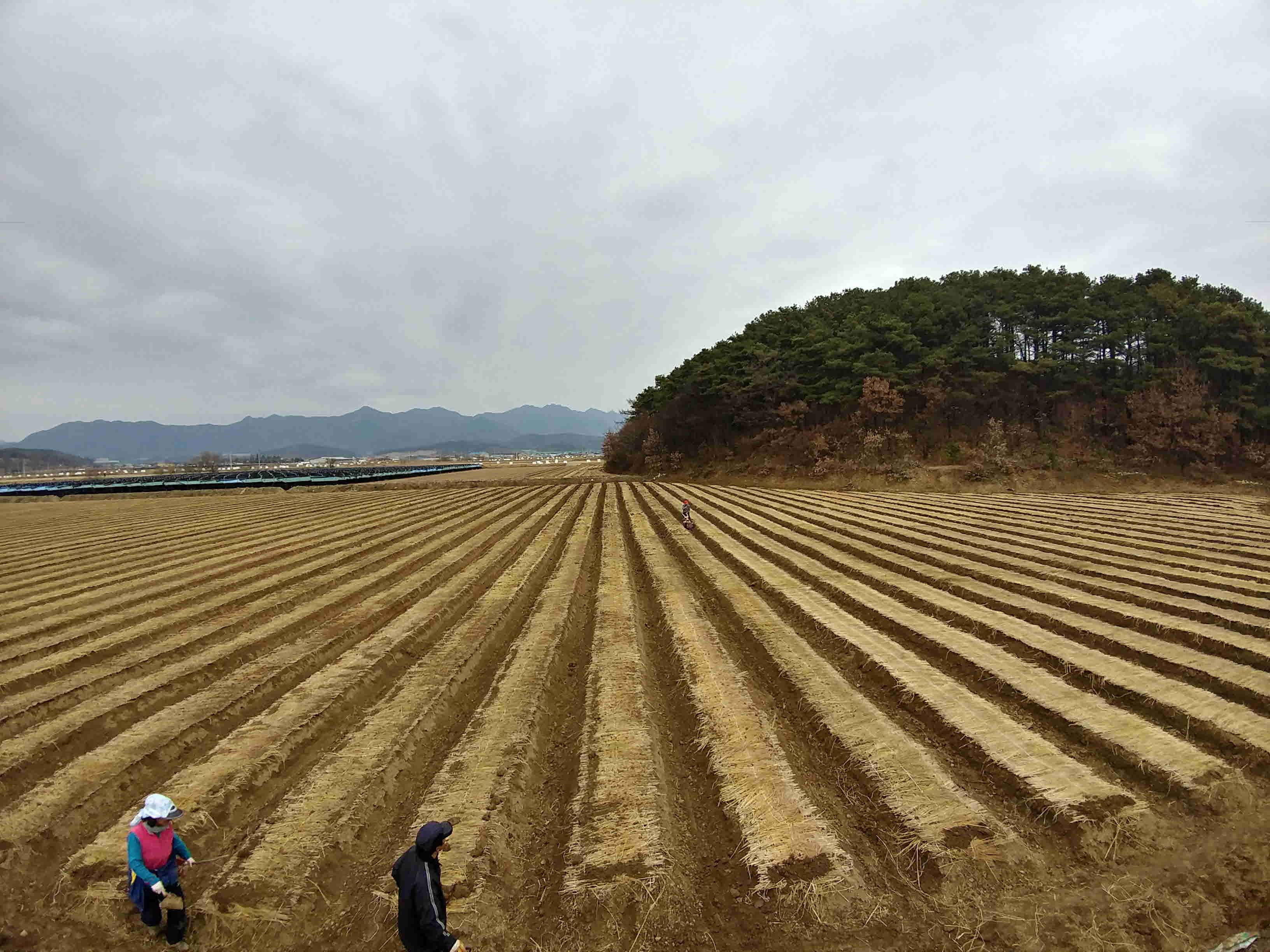 인삼파종기 인삼씨앗파종 인삼파종방법 인삼심기 인삼재배 인삼농사 삼남자 보은군 개갑인삼씨앗 (53).jpg