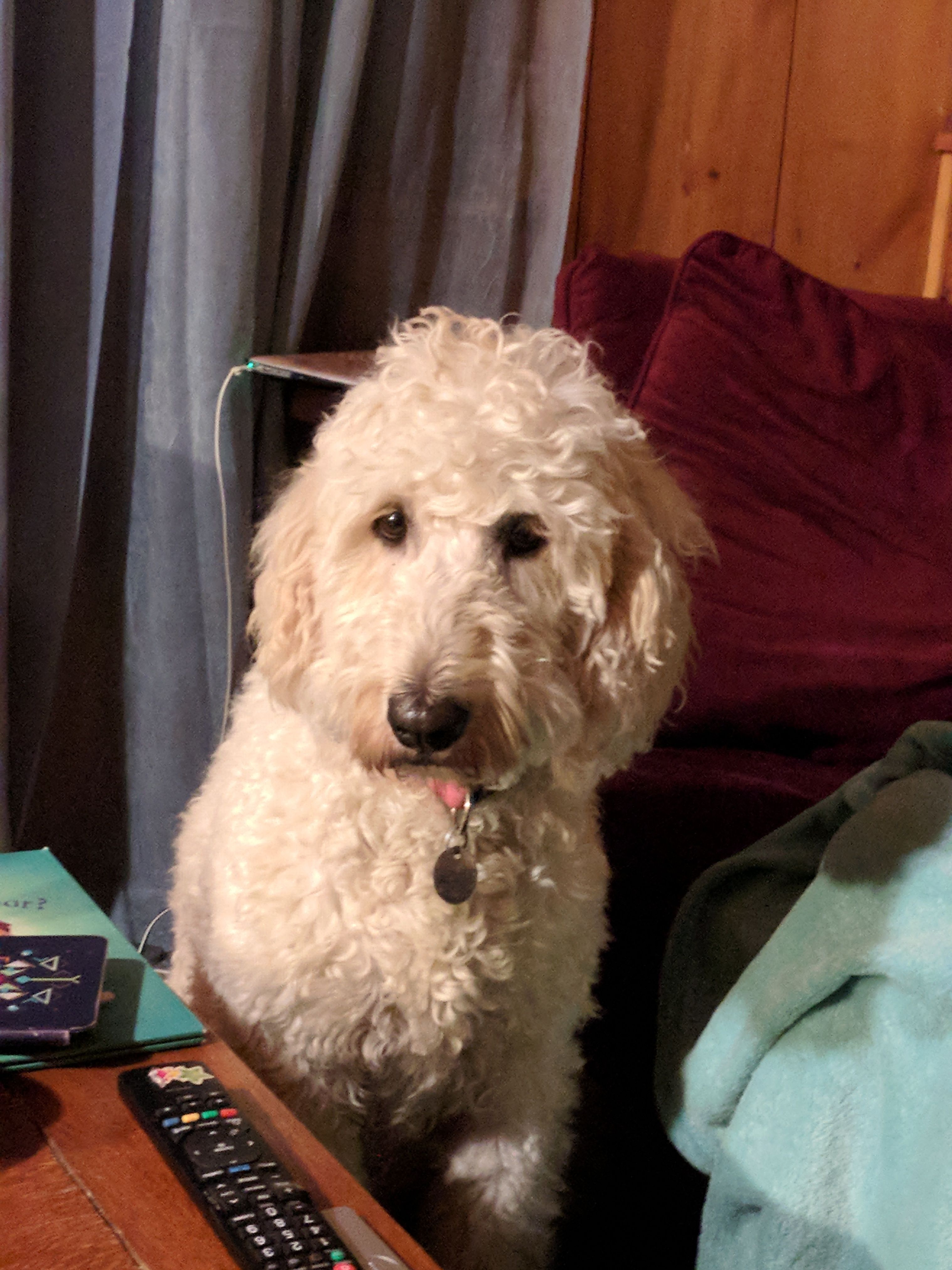 goldendoodle rehome