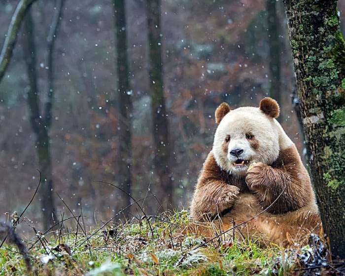 Qizai-the-only-brown-panda-in-the-world.jpg