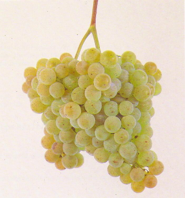 Agua Santa Grapes.jpg