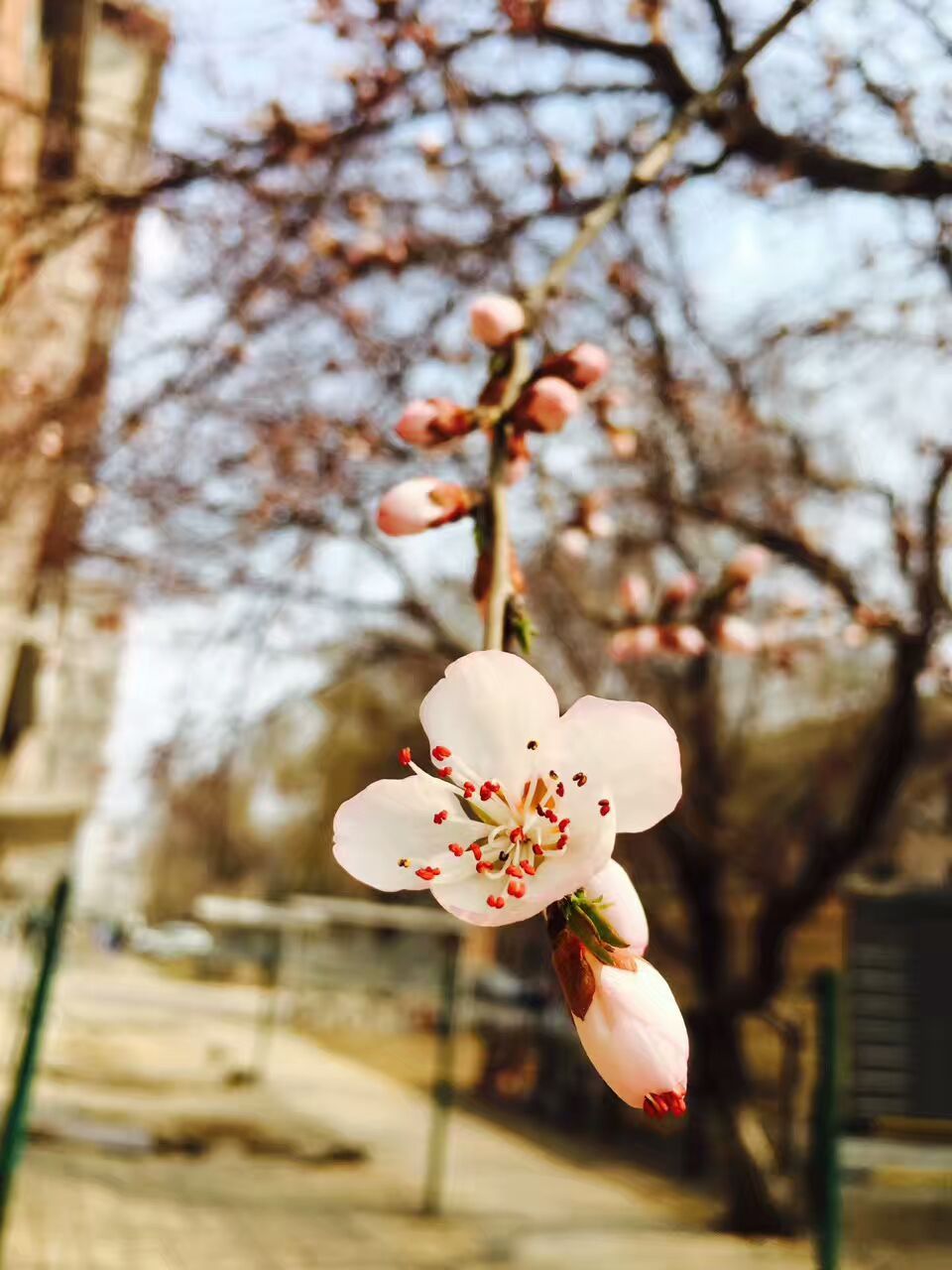 春天花会开 / Spring flowers