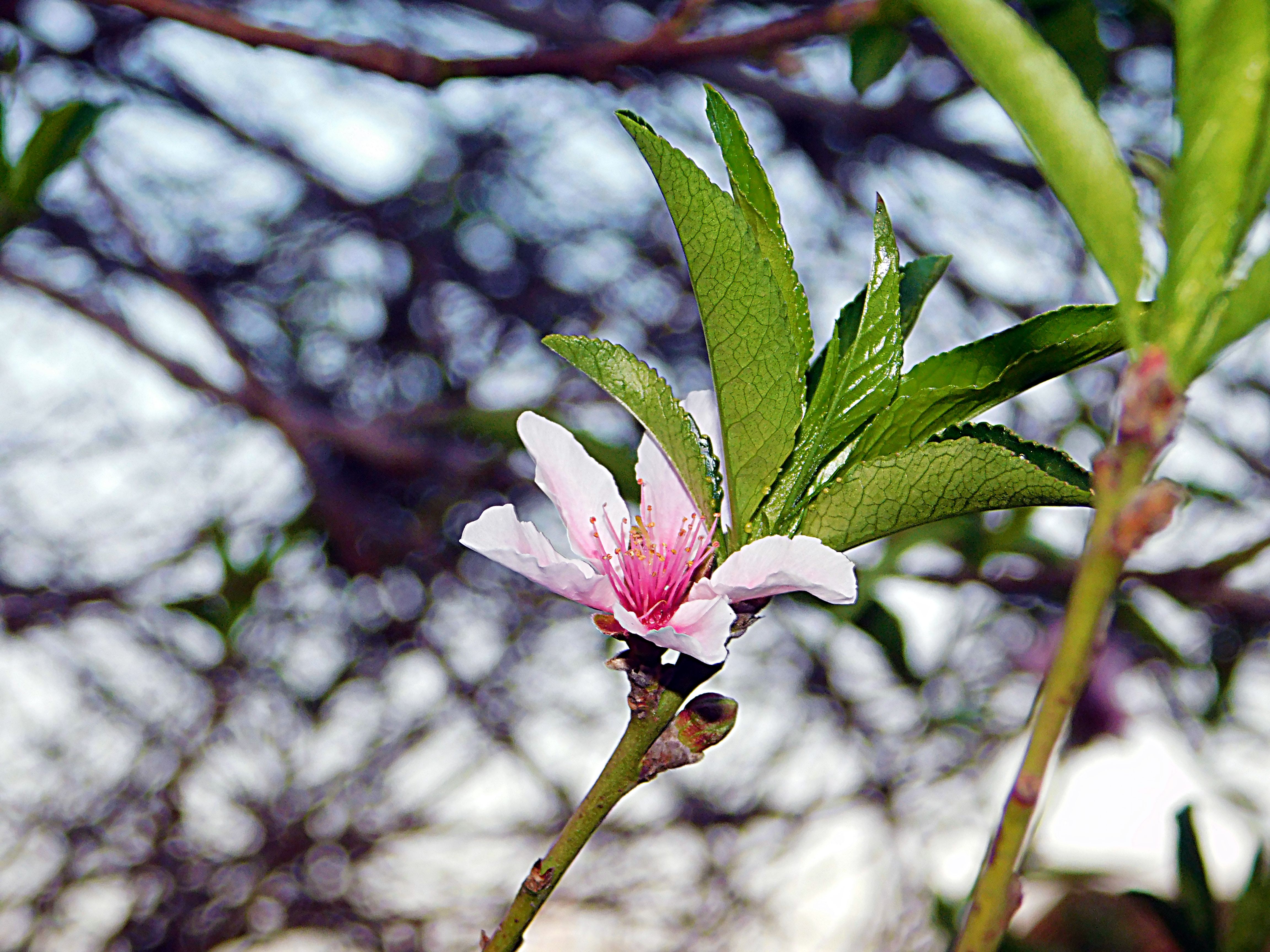 flowers of paradise, nature, photography by jeronimo rubio, all rights reserved, 2018 (319).JPG