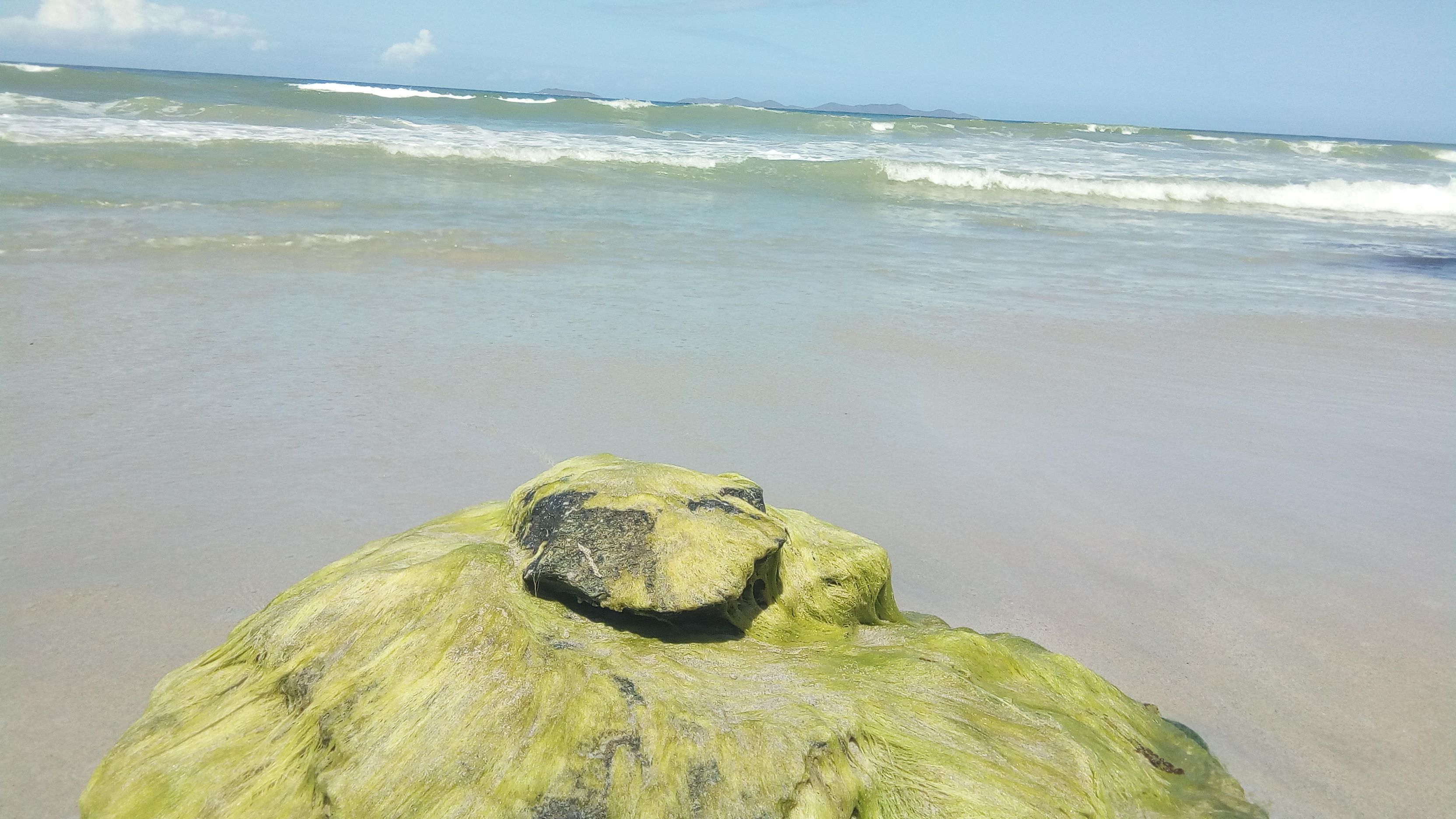 The wonderful world of algae 🌿 — Steemit