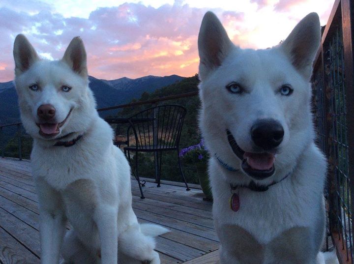 mountain_dogs.jpg