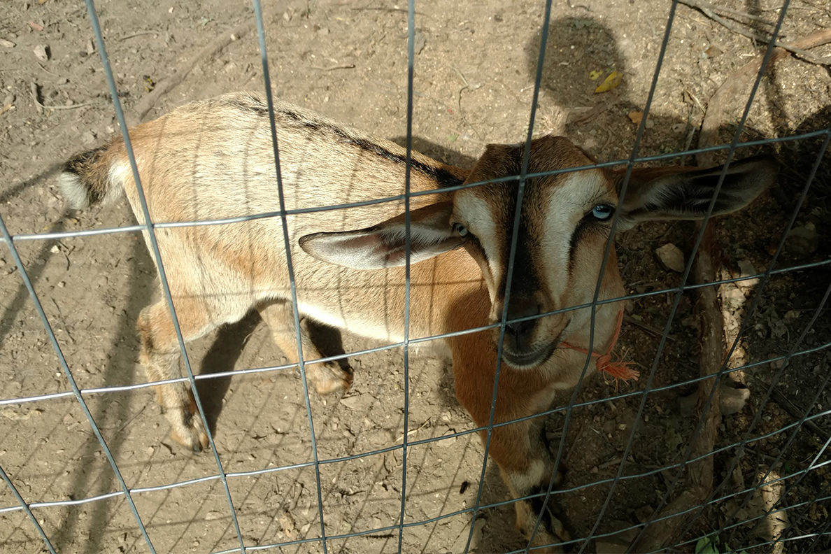 goat (2).jpg