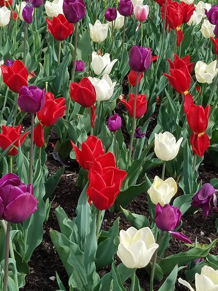 rainbow of tulips.jpg