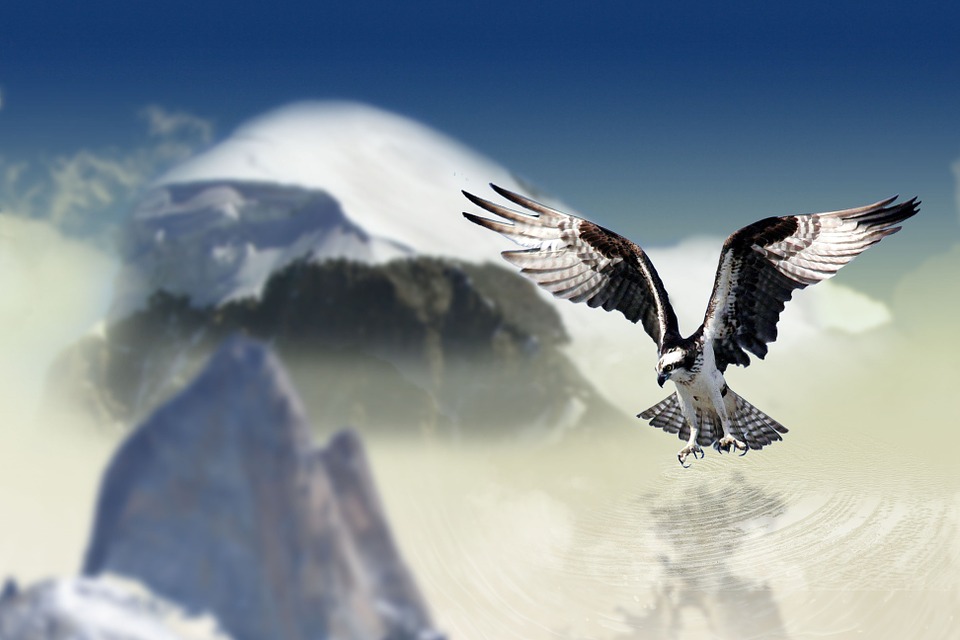 white-tailed-eagle-660907_960_720.jpg