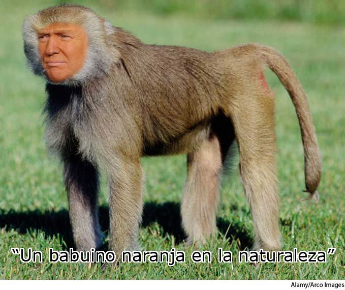 baboon.jpg