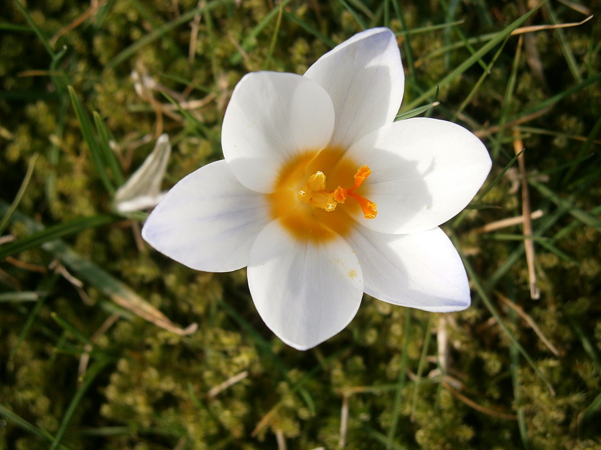 Crocus_'Snow_bunting'_06.JPG