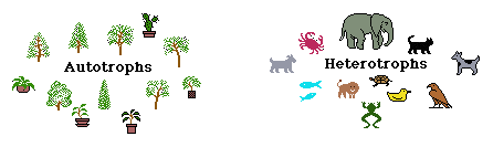 photosynthesis2.png