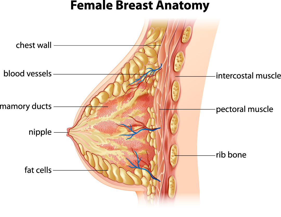Fibrocystic-Breast-Changes.jpg