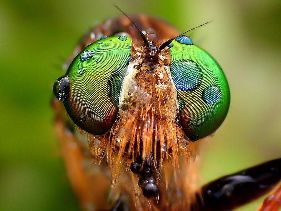 21 Photo Makro Cool It Will Spur Your Morale To Take A Macro — Steemit