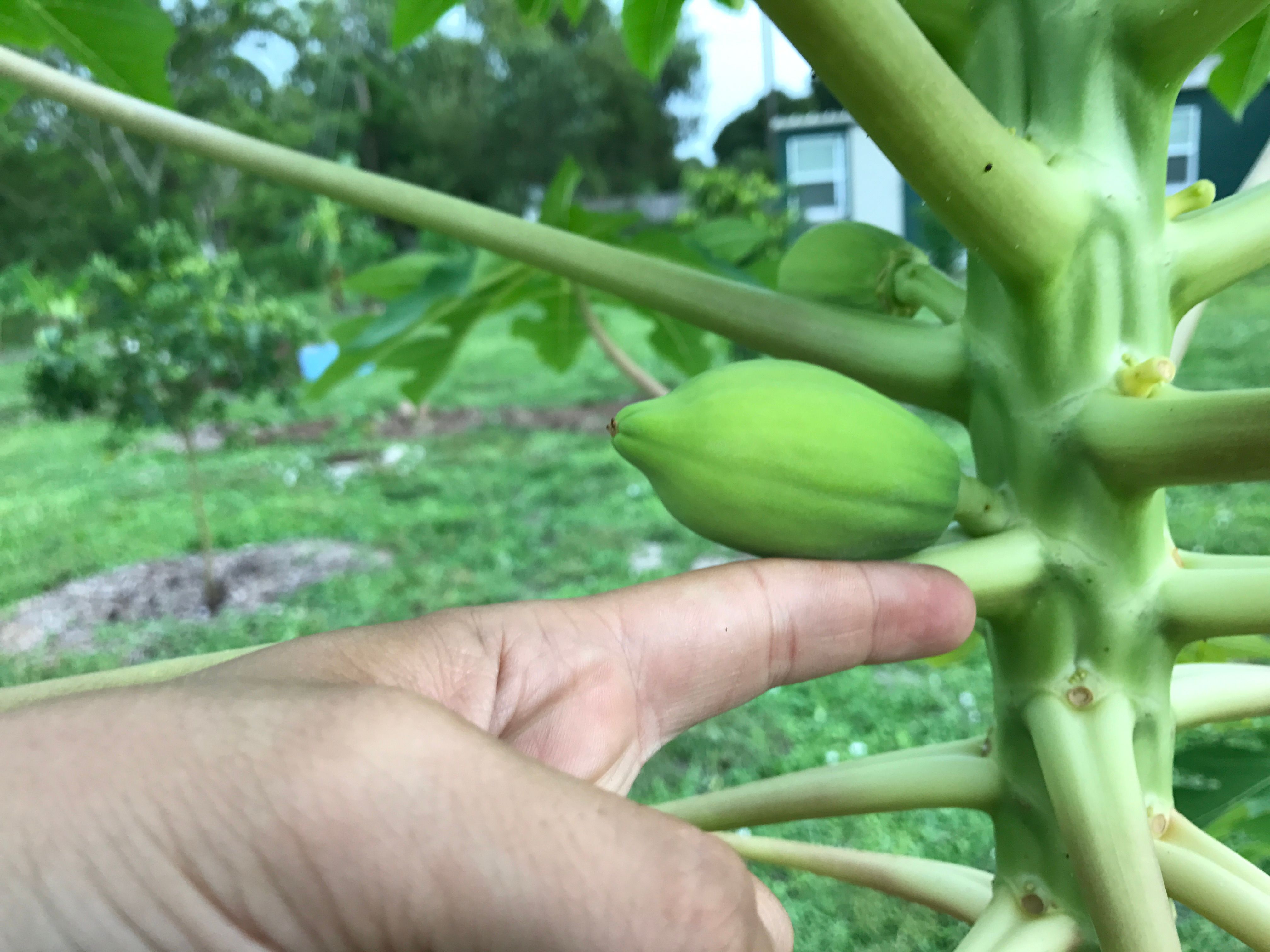 Papaya Update (Another baby has been born) — Steemit