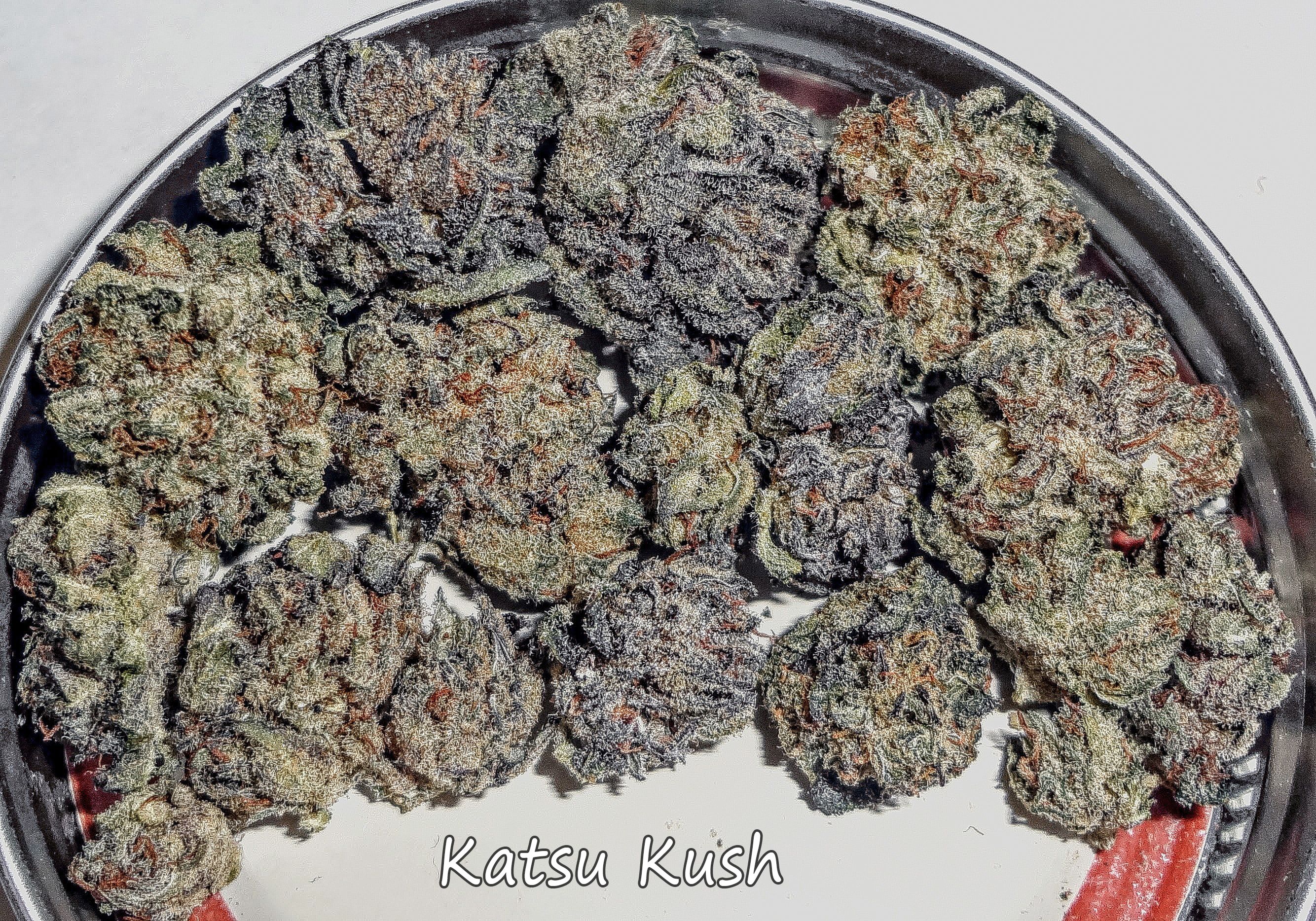 katsukush3092.JPG