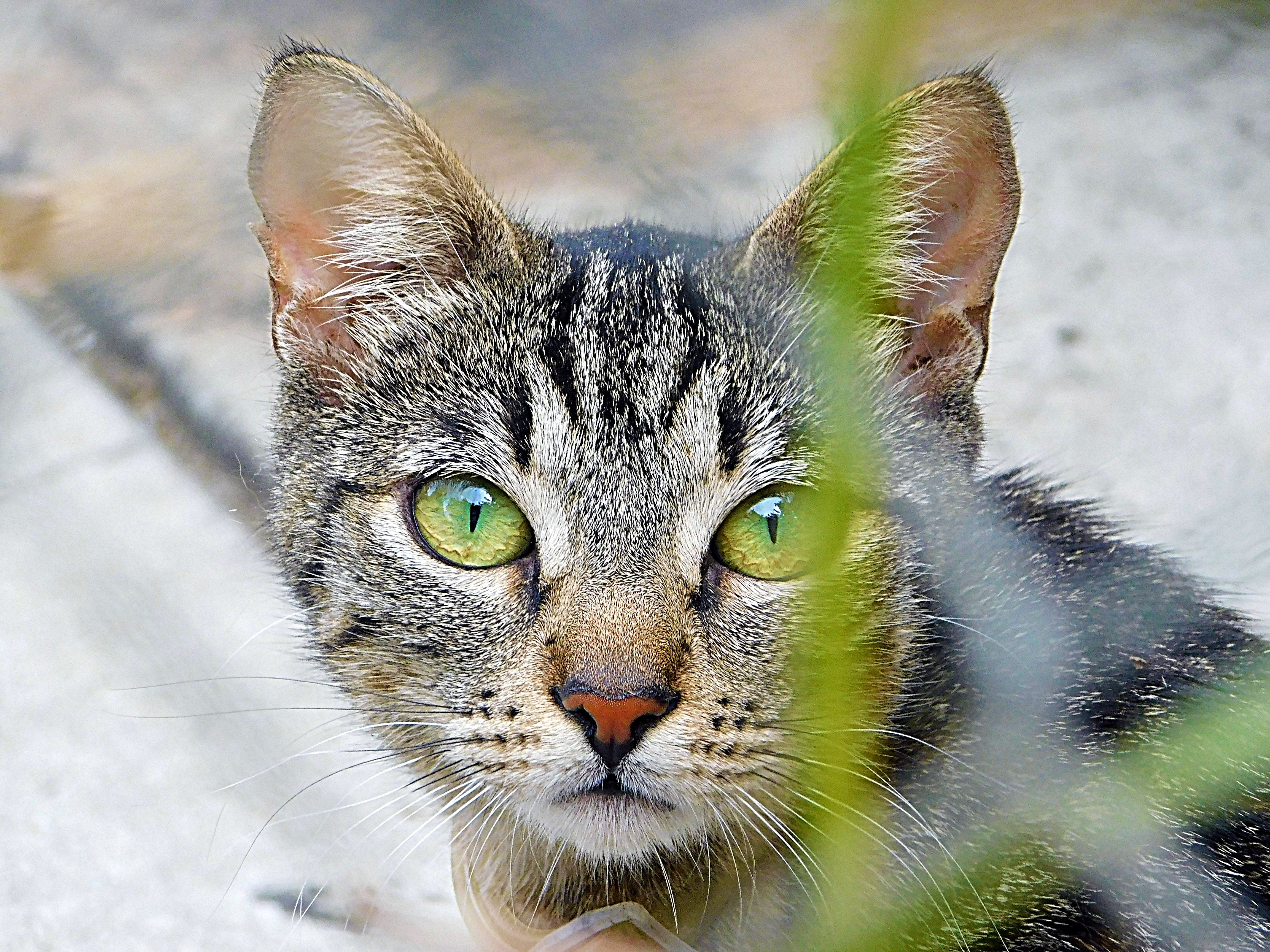 dailypetphotography, monster, freeway, tigre, pet, adsactly, jeronimo rubio, all rights reserved 2018, life, love, pets (419).JPG