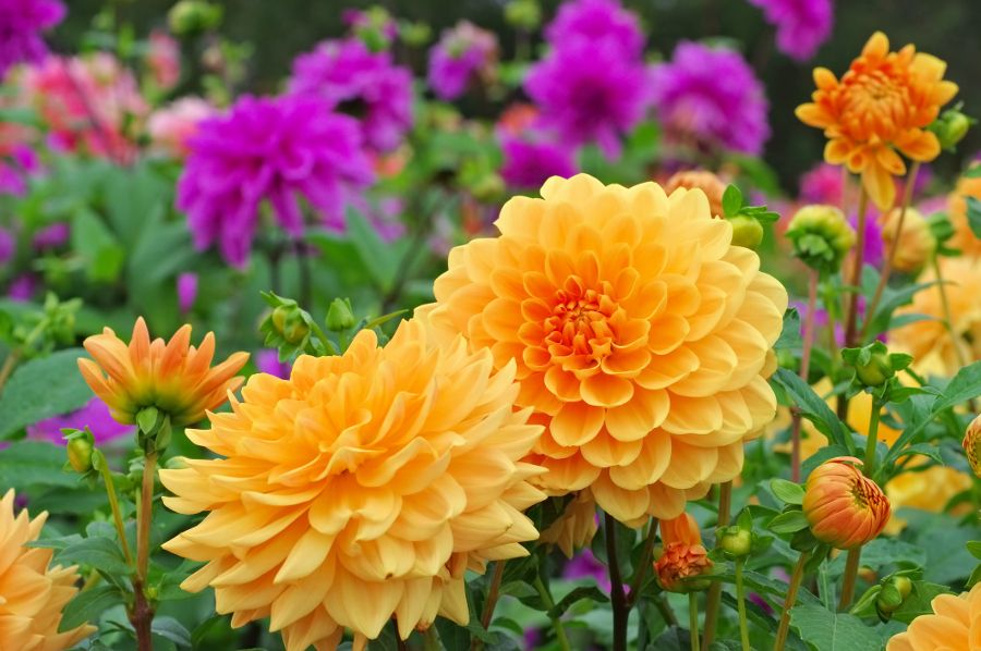 dahlia-flowers-orange-purple.jpg