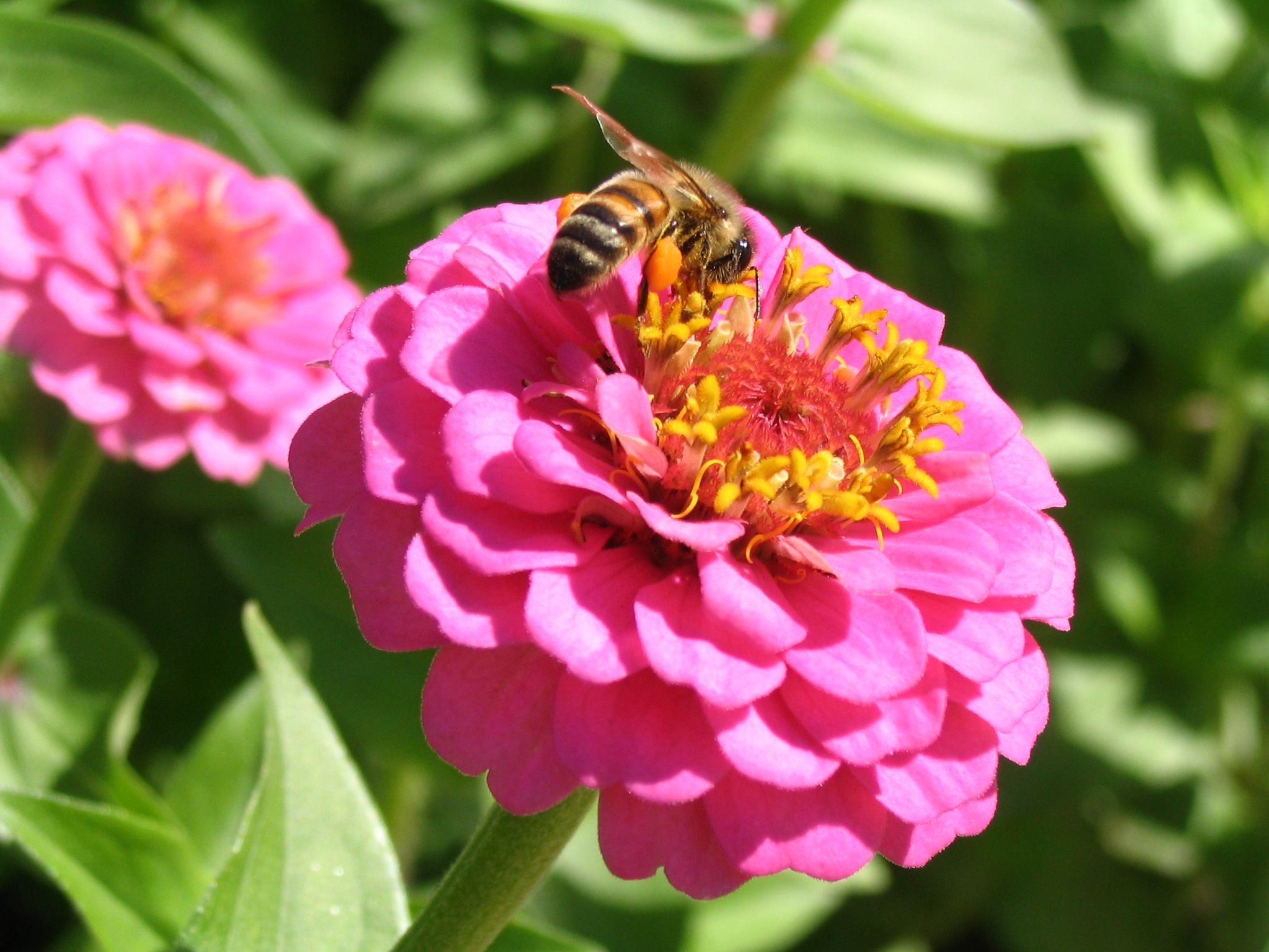 Bee_on_Zinnia_elegans_near_Kings_Park_Eternal_Flame-1-.jpg