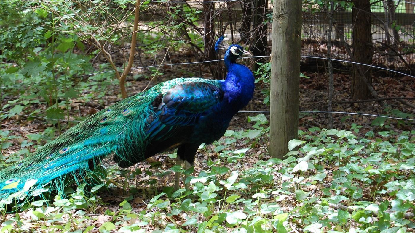 peacocks-live_bb842bf6c493e542.jpg