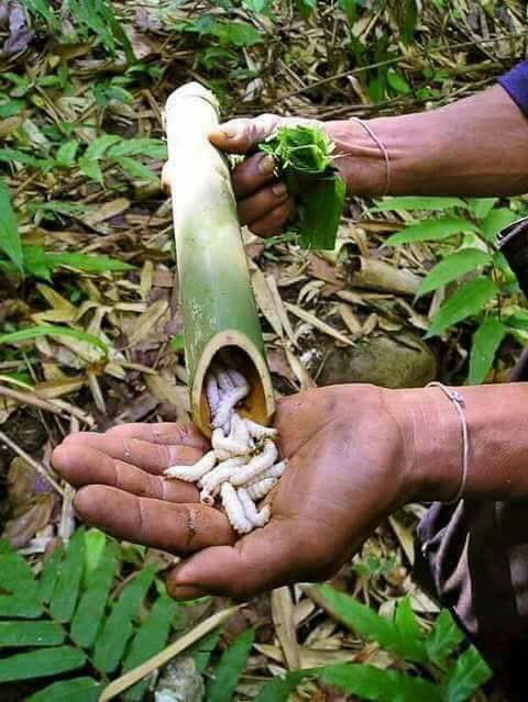 bamboo worms 2.jpg