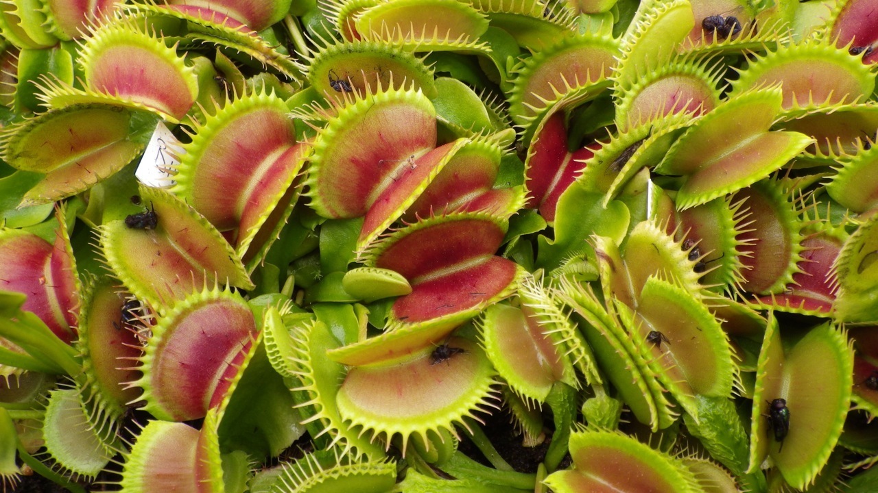 Dionaea_muscipula_Bimbo1_large.jpg