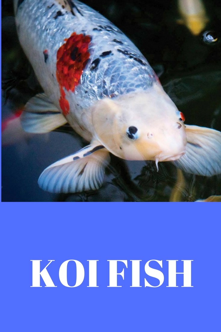 KOI FISH.jpg