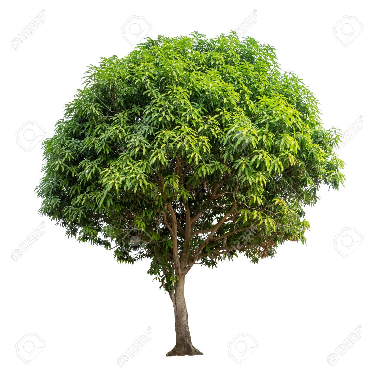 57512996-isolated-mango-tree-on-white-background-Stock-Photo.jpg