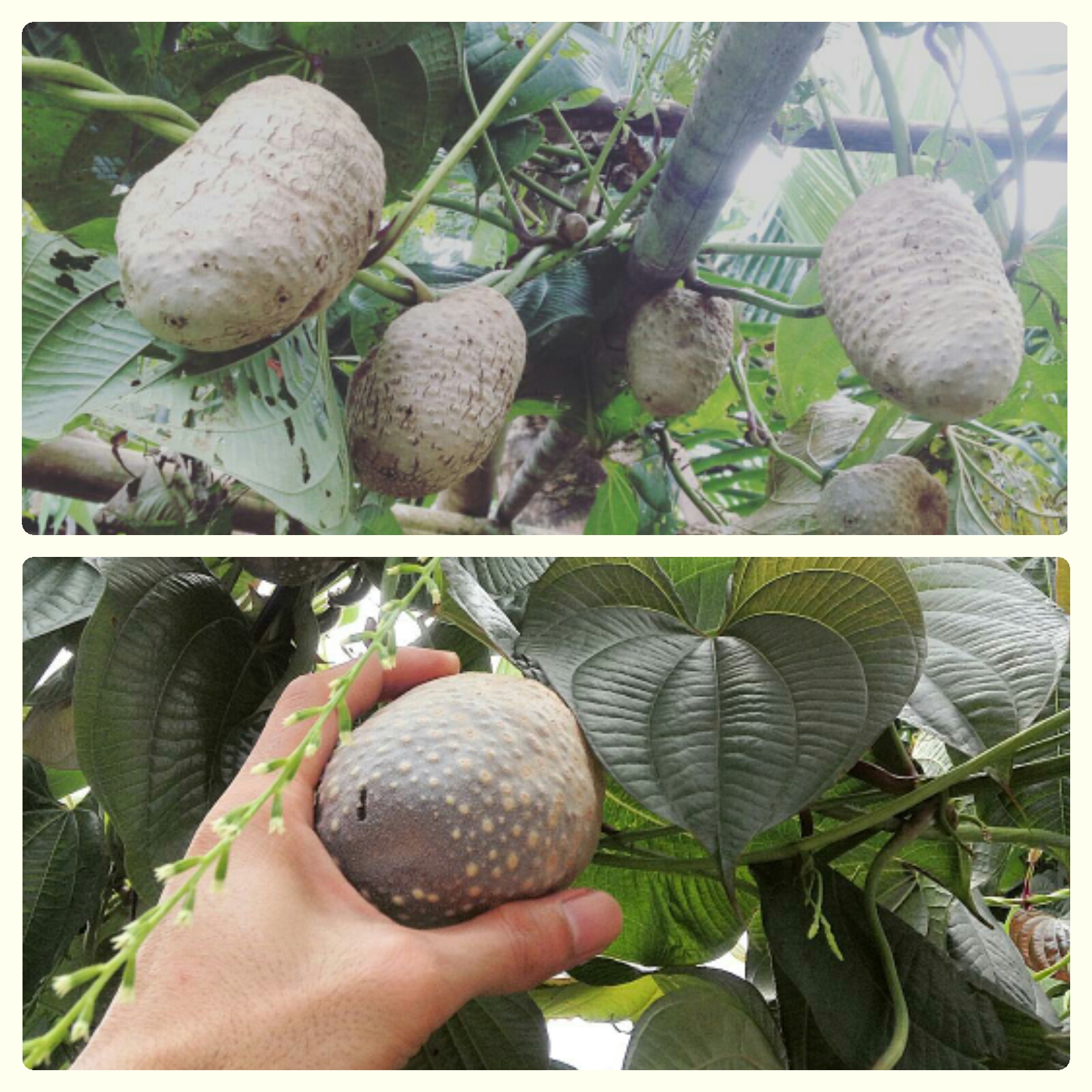 7. TheTruth “UBE” also known as “PURPLE YAM”. Is this