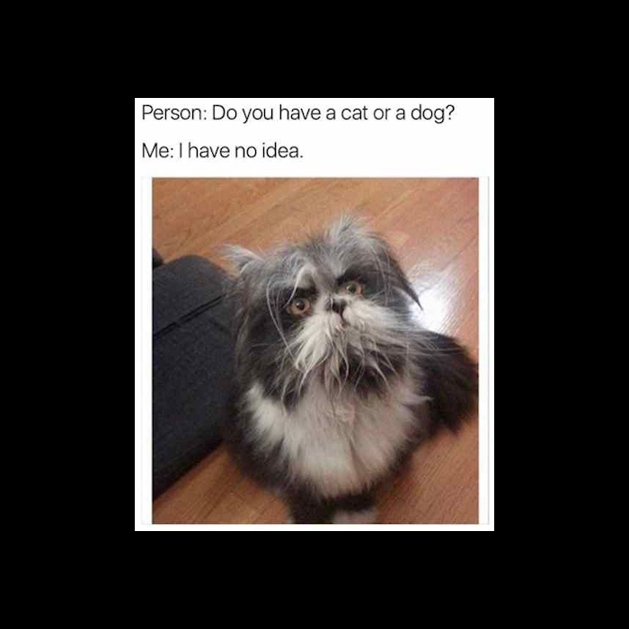 catdog.jpg
