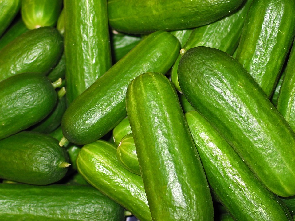 cucumbers-2446470_960_720.jpg