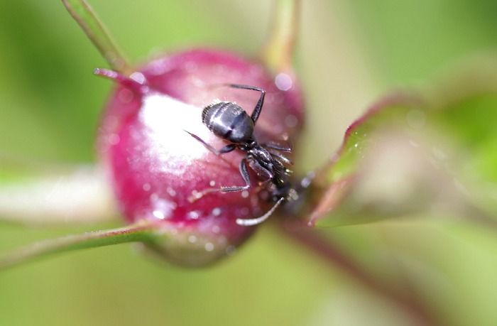 macrophotography contest insects peony sunscape.jpg