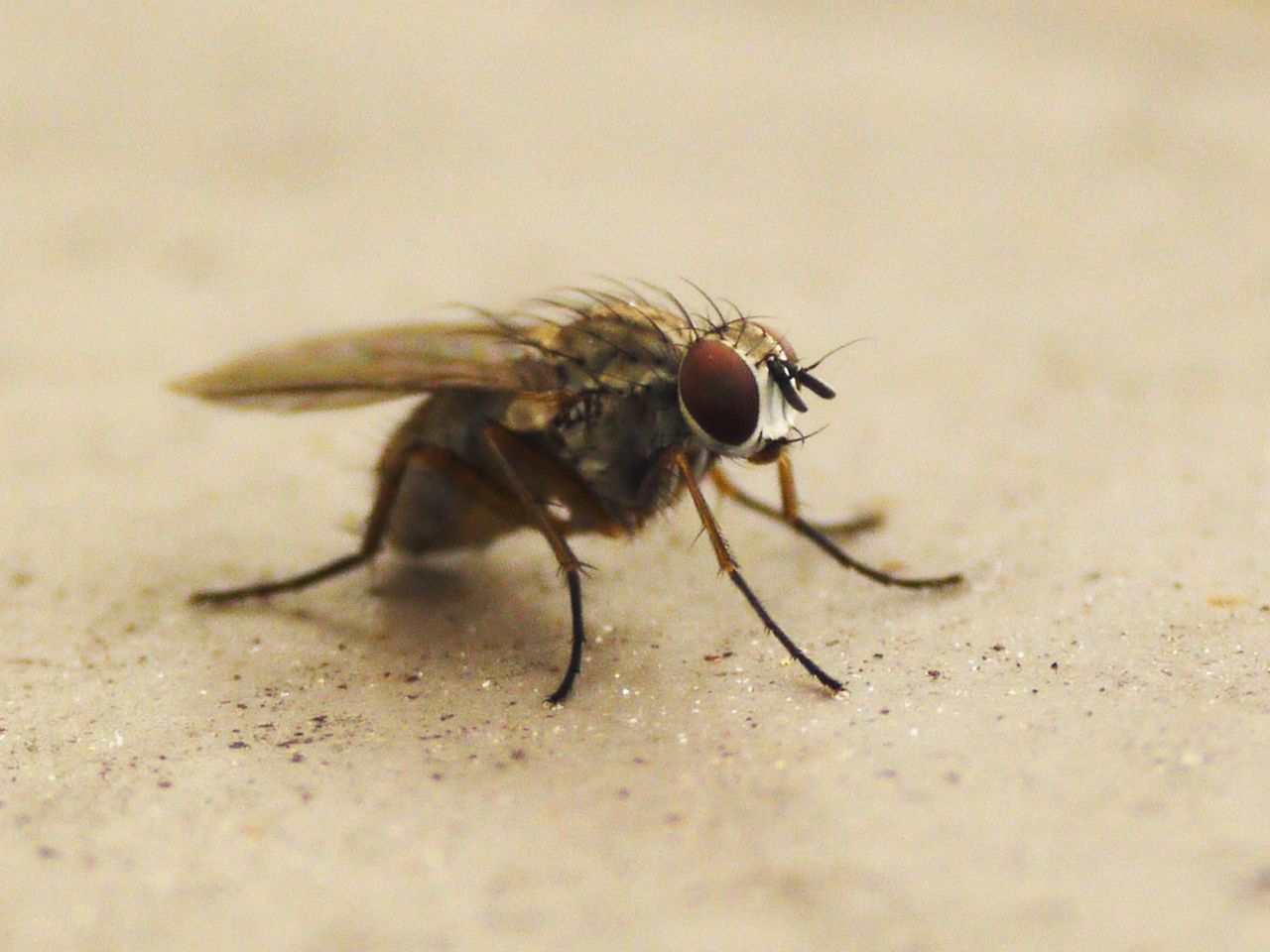 11356839383 - fly on the wall takes a break from its busy.jpg