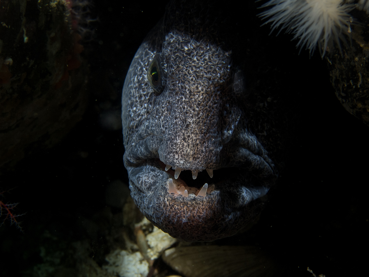 wolf eels images
