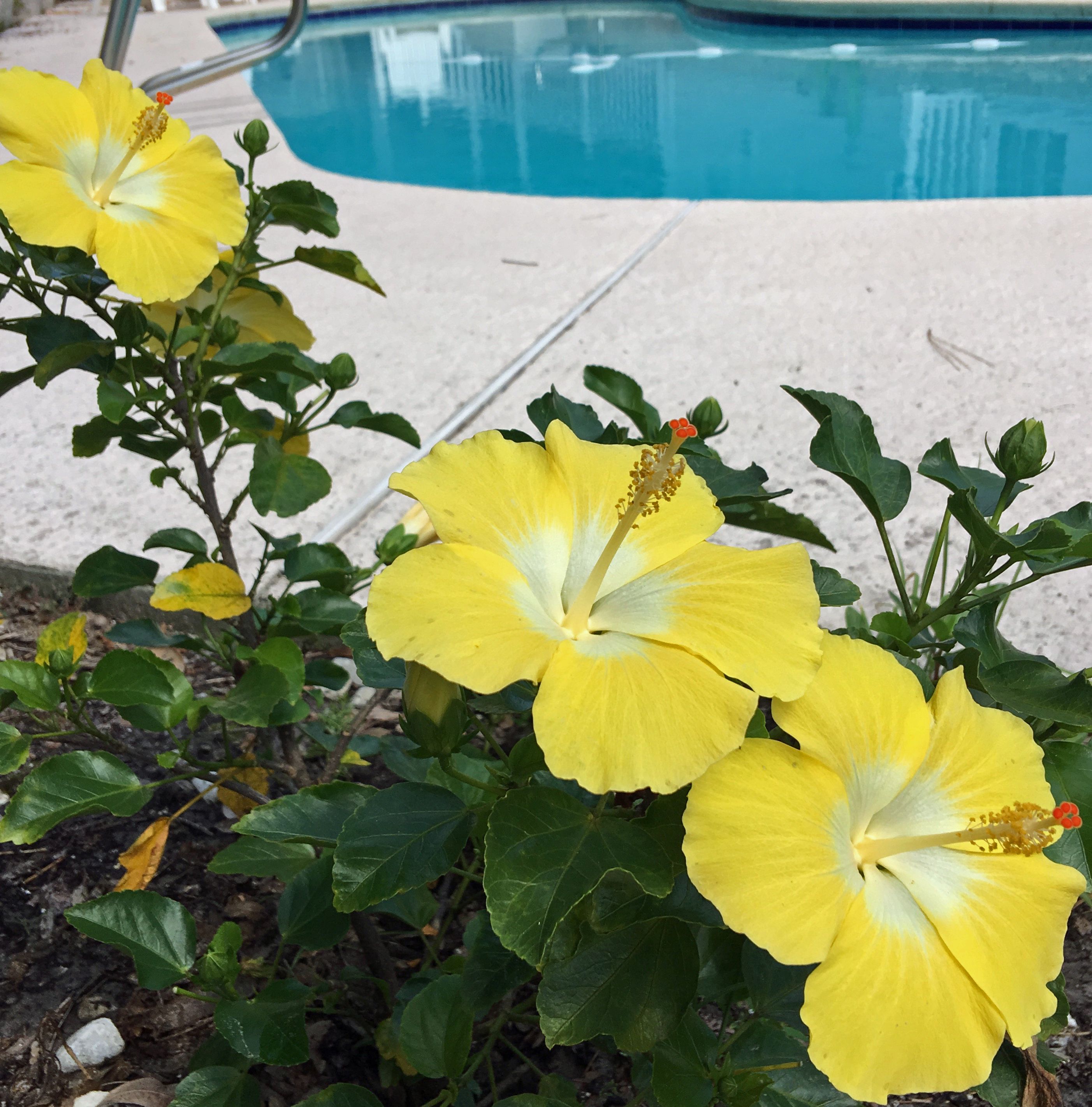 Yellow Hibiscus by pool.jpg